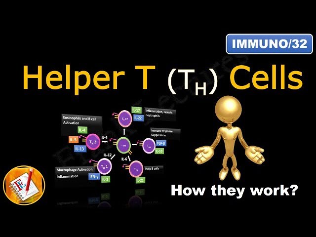 Helper T Cells: TH1 cells,  TH2 cells,  TH17 cells,  TFH cells and Treg cells (FL-Immuno/32)