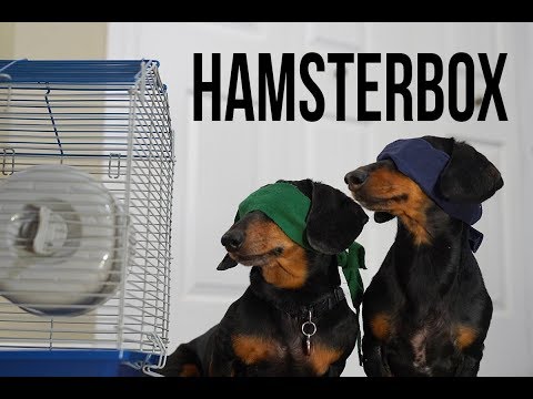 Ep 1. HAMSTER BOX - Funny/Scary Dog Video! (Dog Version of Bird Box!)