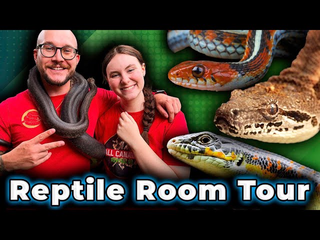 REPTILE ROOM TOUR 2023! @AllCanadianReptileGirl Shows Me ALL Her Reptiles!