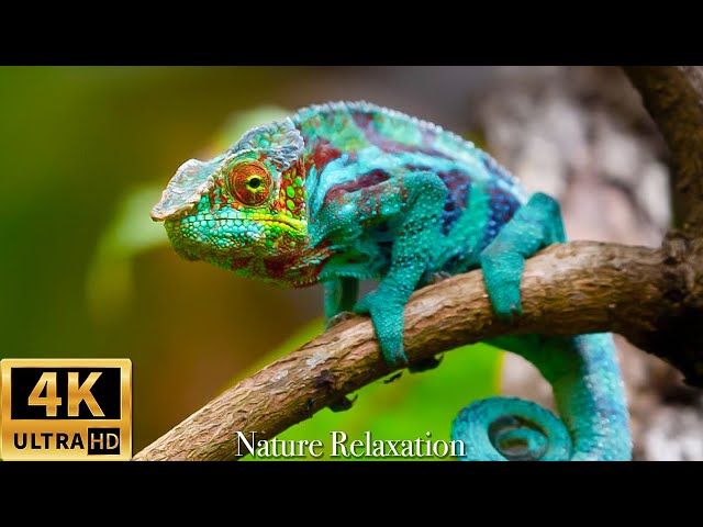 Wildlife 4K: Reptile 4K (ULTRA HD) | Relaxing Music About Reptiles