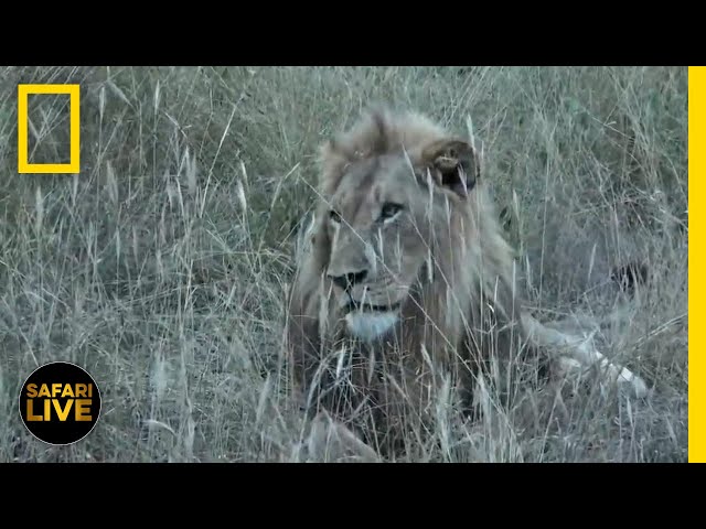 Safari Live - Day 344 | National Geographic