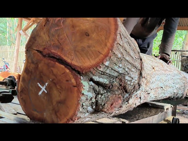 The wooden jaran rocking shocks local residents!! Merapi mystical sulfur wood at the sawmill