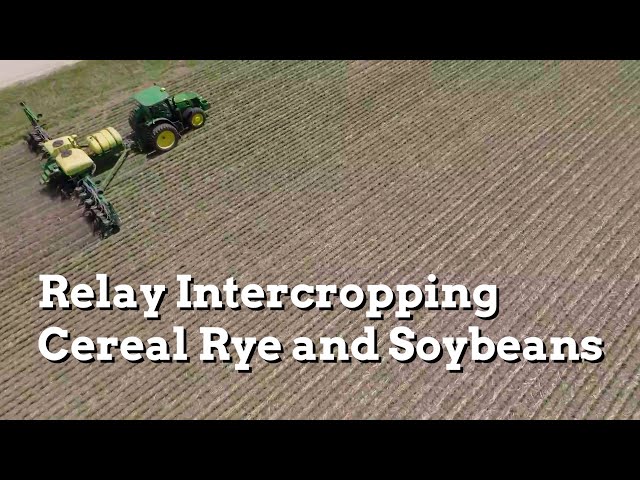 In Field View: Relay Intercropping Cereal Rye and Soybeans - Practical Cover Croppers