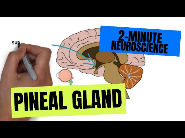 2-Minute Neuroscience: Pineal Gland