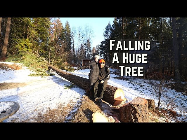 Preparing To Build Our Off Grid Home | Falling A Huge Tree