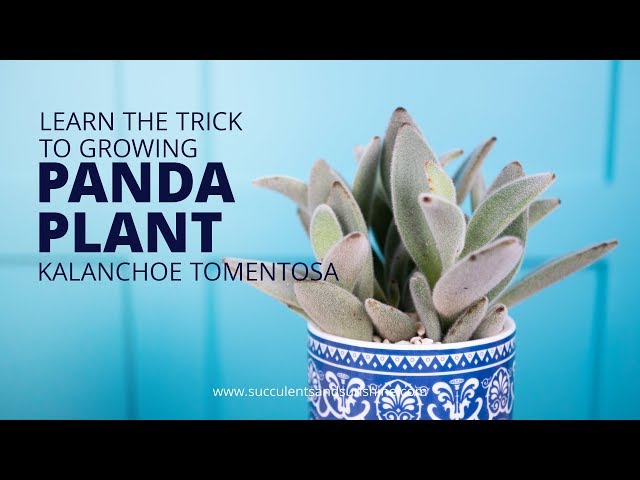 Learn why Kalanchoe tomentosa "Panda Plant" is so great for beginners!