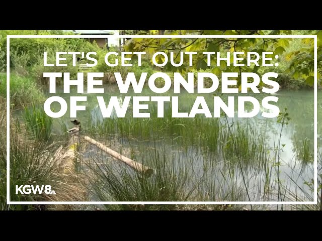 Providing education to preserve Oregon's wetlands | Let’s Get Out There