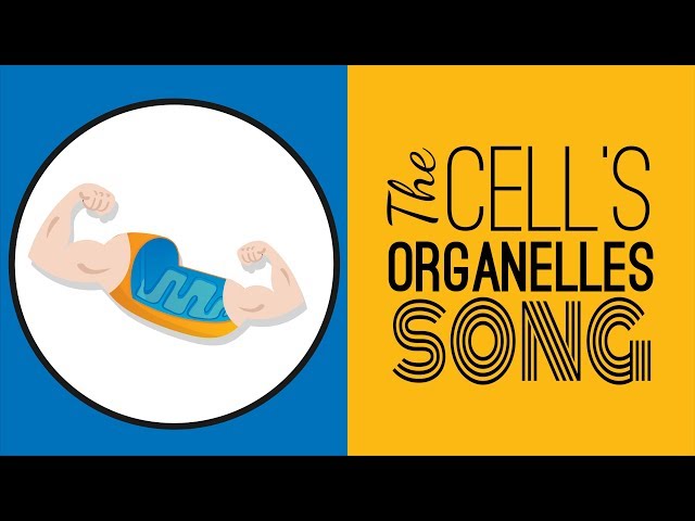 The Cell's Organelles SONG | Memorize the Parts of the Cell!