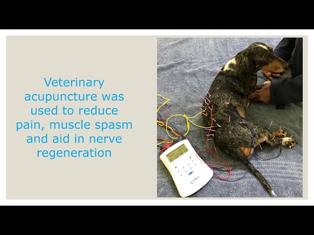 Intervertebral Disc Disease (IVDD) in Dogs: Bella Recovers from Paralysis