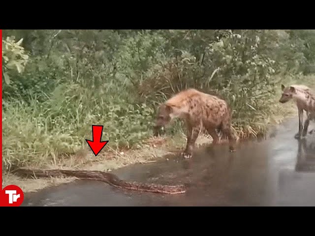 Look What This Snake Did When It Ran into a Hyena