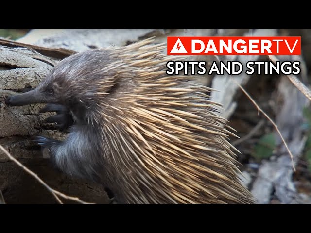 Spits and Stings | Animal Armory