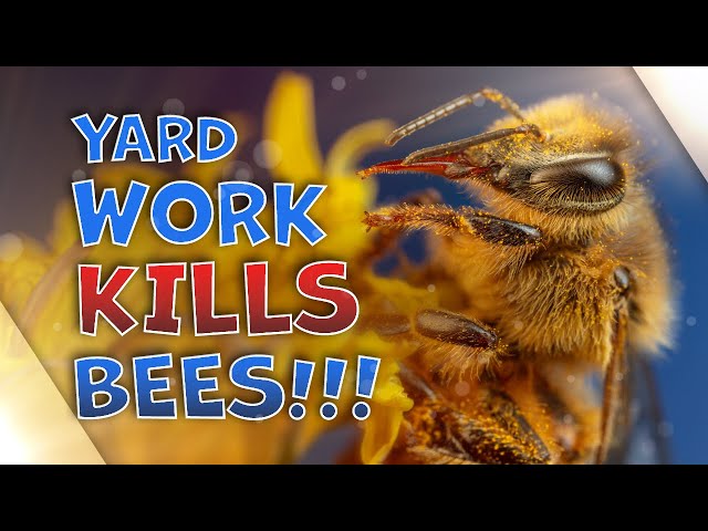 Let It Bloom: Is Yard Work Killing Bees and Other Pollinators?