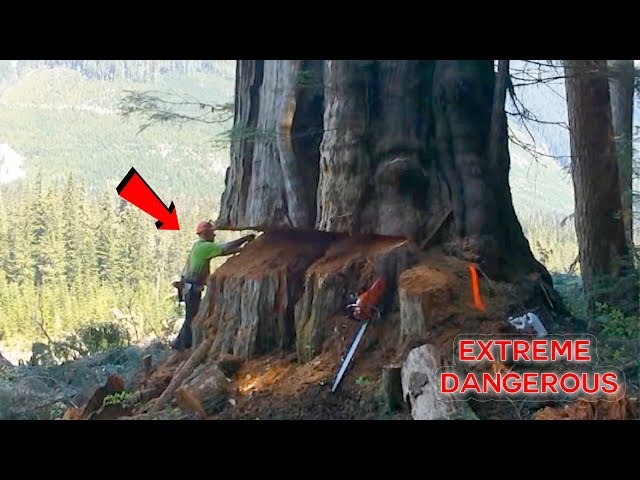 TOP 10 Most Dangerous Biggest Tree Felling Cutting Down with Chainsaw Machine EP. 2