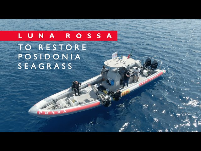 Luna Rossa and MEDSEA to restore Posidonia seagrass