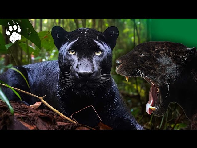 Jaguar: the fate of an endangered species - HD Animal Documentary