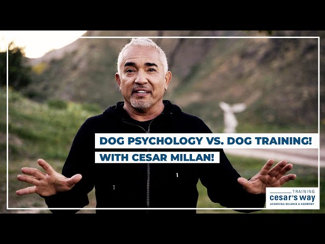 Dog Psychology vs. Dog Training! (Cesar Millan Dog Tips)