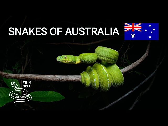 Snakes of Australia, Cape York peninsula, Green tree python, Scrub python, Northern death adder