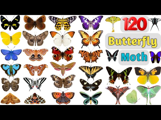 Butterfly & Moth Vocabulary ll 120 Butterflies and Moths Name In English With Pictures ll Butterfly