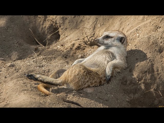Cute And Funny Meerkat Pets Compilation!