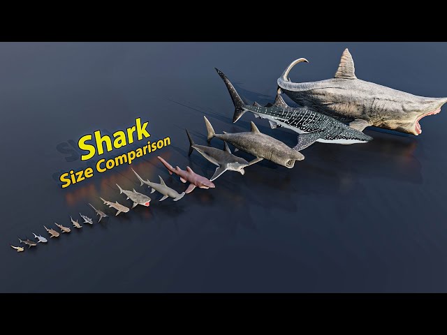 Shark size comparison | 3D Animation