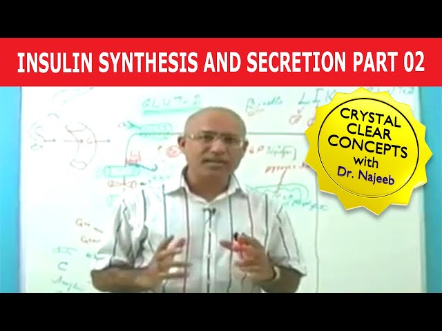 Insulin Synthesis and Secretion | Part 2/4💉