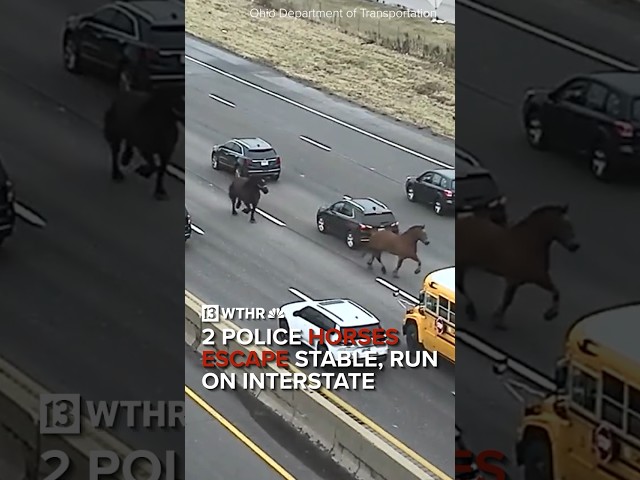 Police horses escape stables in Ohio, run through oncoming traffic on interstate