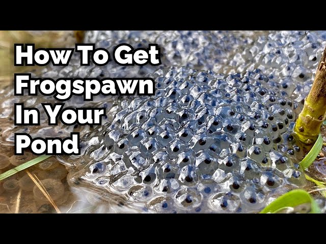 How to Encourage Frogspawn in Your Pond