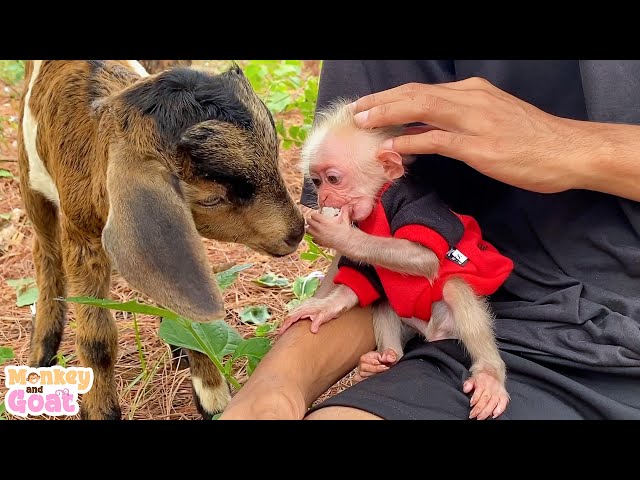 Baby Monkey BiBi loves Goat