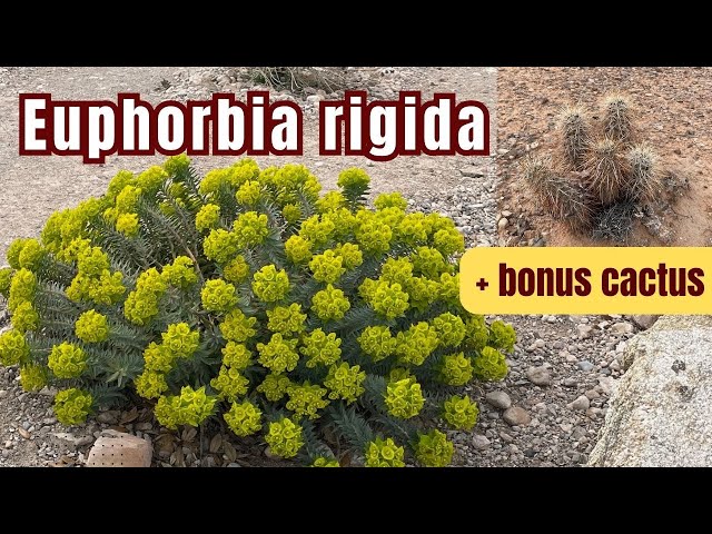 YES, this is a #Euphorbia!  | Euphorbia rigida in full bloom
