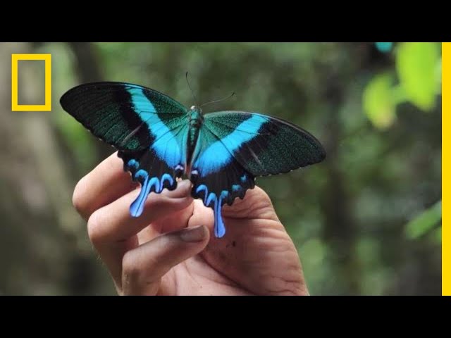 Inside the Lives of Butterfly Traders | National Geographic