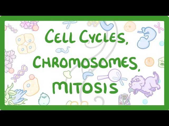GCSE Biology - Cell cycles, Chromosomes & Mitosis #69