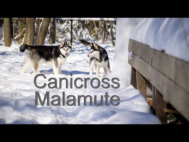 Canicross in the forest with my 5 month old Alaskan Malamute puppies