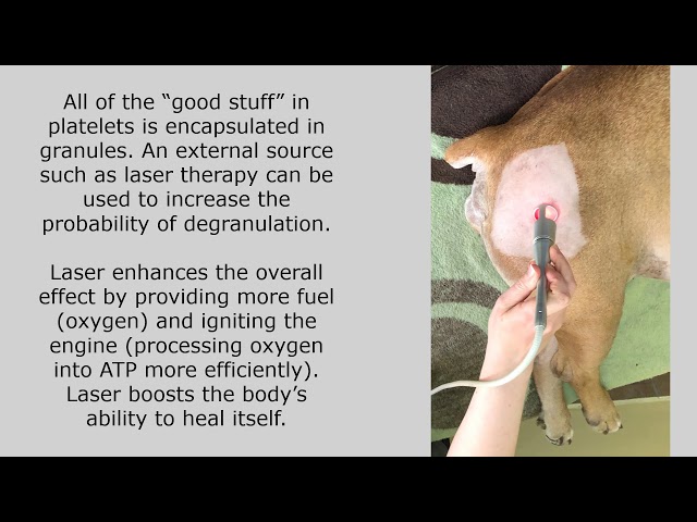 Platelet Regenerative Plasma Therapy for Pets featuring Cassie