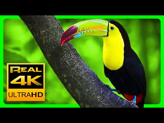 Breathtaking Colors of Nature in 4K III 🐦Beautiful Nature - Sleep Relax Music 4K UHD TV Screensaver