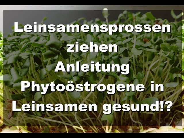 Leinsamensprossen ziehen- heftige Omega3 Quelle- Anleitung und Gründe. Phytoöstrogene gesund!?