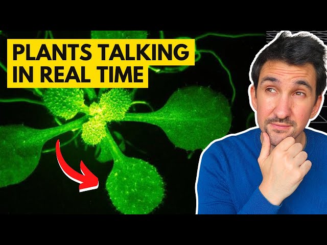 Mind-Blowing Footage Reveals Plants Talking to Each Other