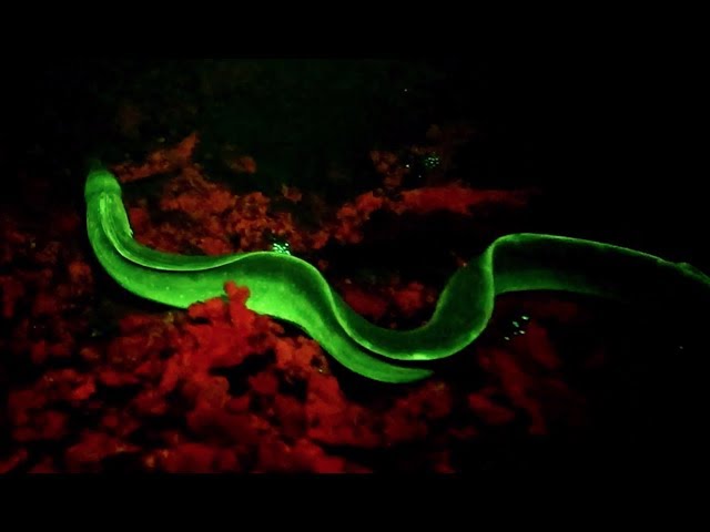 Supercut of Fluorescent Creatures Glowing in the Ocean