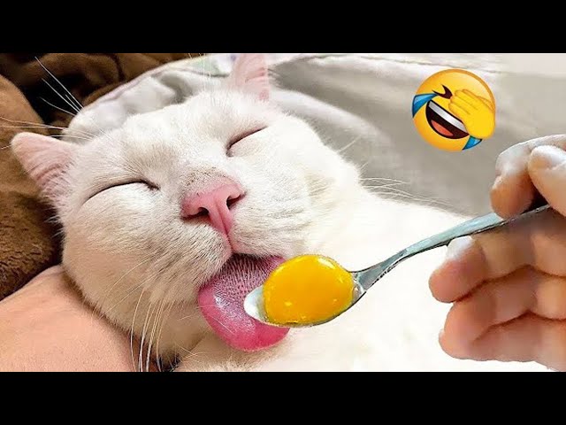 Try Not To Laugh 😅 Funniest Cats and Dogs 2024 😹🐶 Part 3