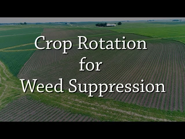 Crop Rotation for Weed Suppression - Organic Weed Control
