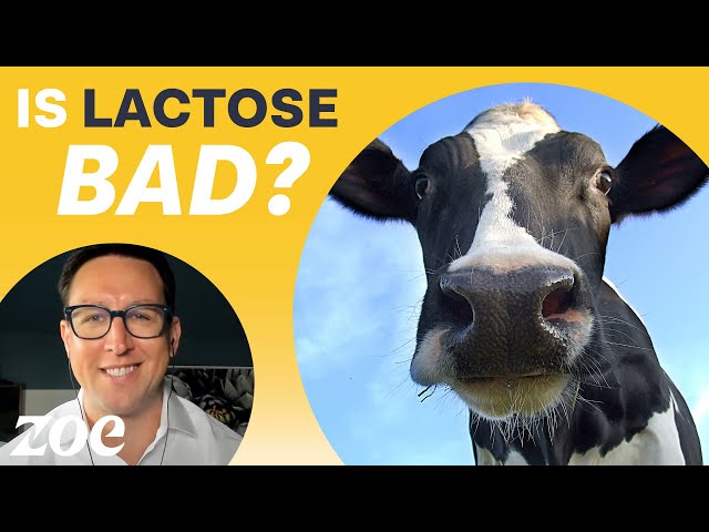 Everything you've heard about lactose is wrong | Dr Will Bulsiewicz