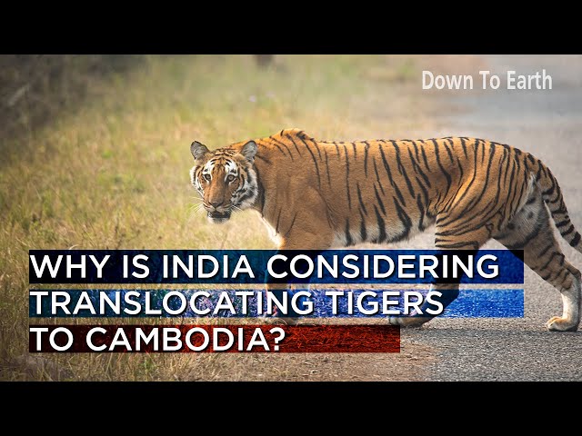 Why is India considering translocating tigers to Cambodia?