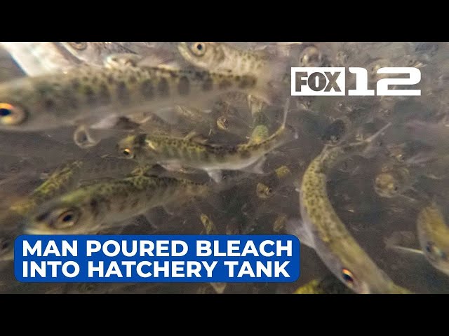Man accused of pouring bleach into Oregon hatchery tank, killing nearly 18K young salmon
