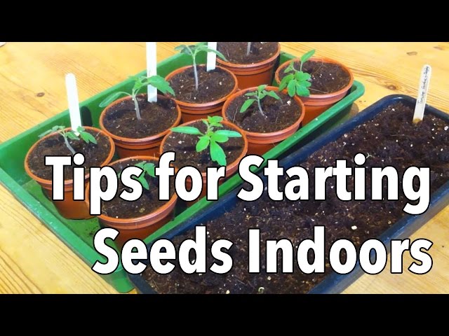 Top Tips for Starting Seeds Indoors