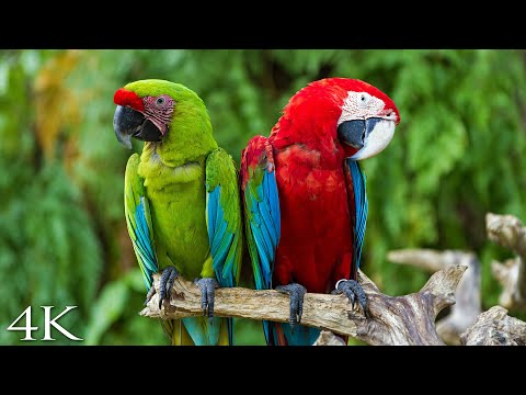 (4K) Breathtaking Colorful Birds of the Rainforest 2 Wildlife Nature Film + Jungle Sounds 90 Minutes