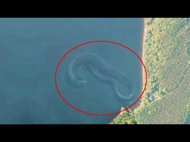 7 Mysterious Deep Sea Creatures Spotted On Google Earth