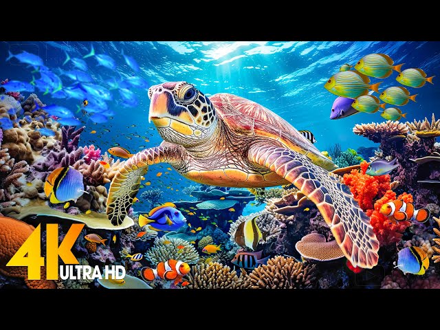 Ocean 4K - Sea Animals for Relaxation, Beautiful Coral Reef Fish in Aquarium (4K Video Ultra HD) #80