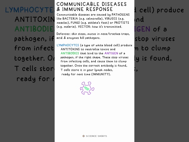 IMMUNSE RESPONSE  - Biology Science Revision (GCSE) #vaccines #bacteria #virus #pathogens