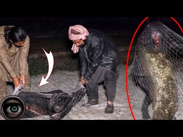 A Terrifying Creature is Hunted and Caught on Camera - Horror Videos
