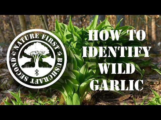 WILD GARLIC: Identification, Foraging & Use || WILD EDIBLES in Bushcraft (Allium Ursinum)