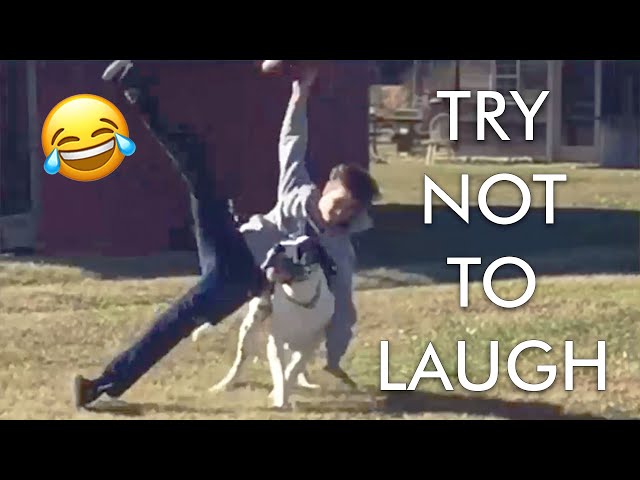 [2 HOUR] Try Not to Laugh Challenge! 😂 | Best Funny Animals & Fails | Funny Videos | AFV Live